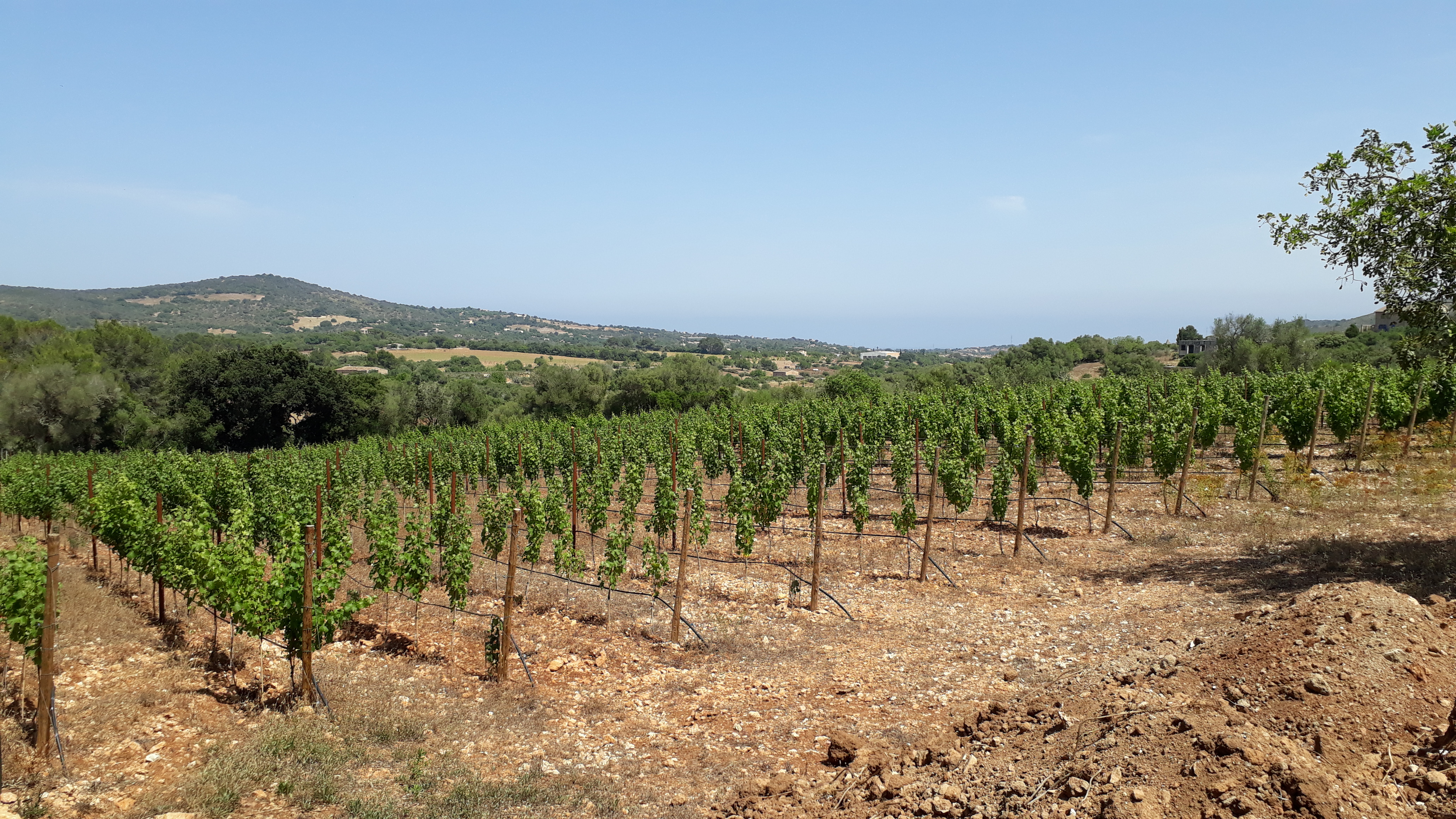 Eigener Weinberg Header