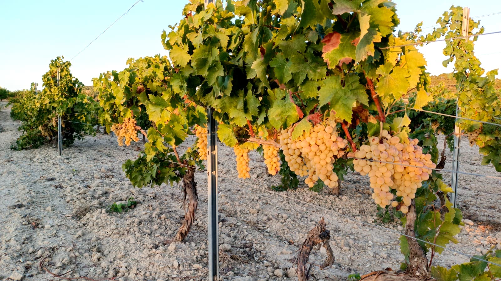 Vinoromos - Besonderes